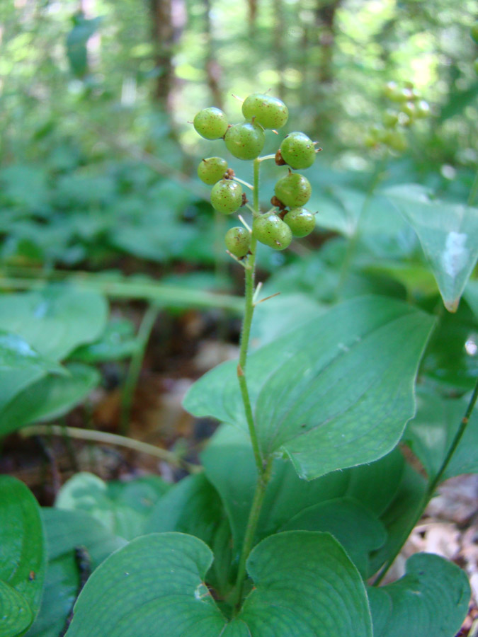 Изображение особи Maianthemum bifolium.