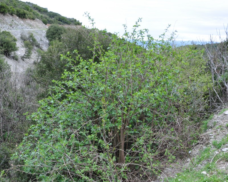 Image of Sambucus nigra specimen.