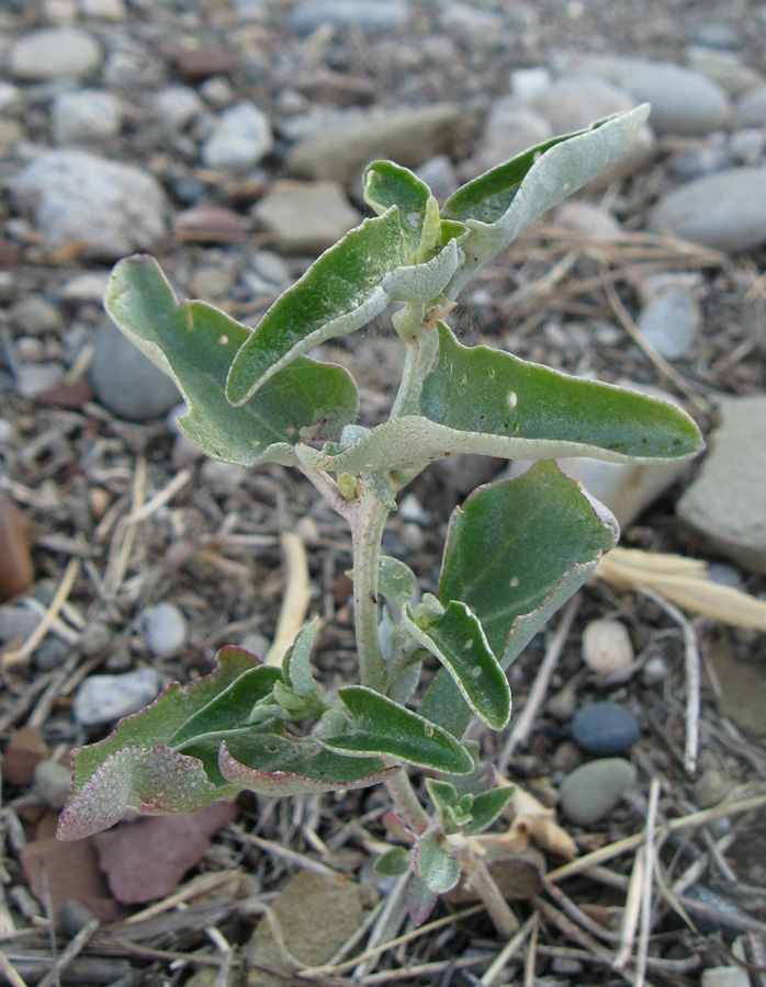 Image of Atriplex aucheri specimen.