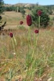 Sanguisorba officinalis. Верхушки побегов с соцветиями. Крым, Ялтинская яйла. 26 июля 2012 г.