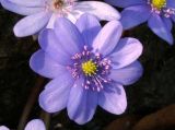 Hepatica transsilvanica