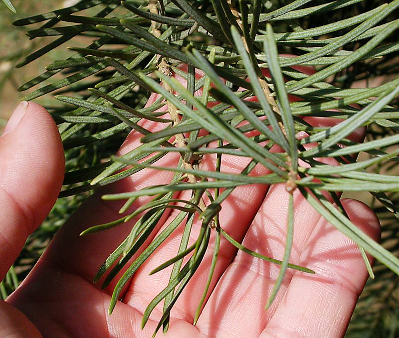 Image of Abies concolor specimen.