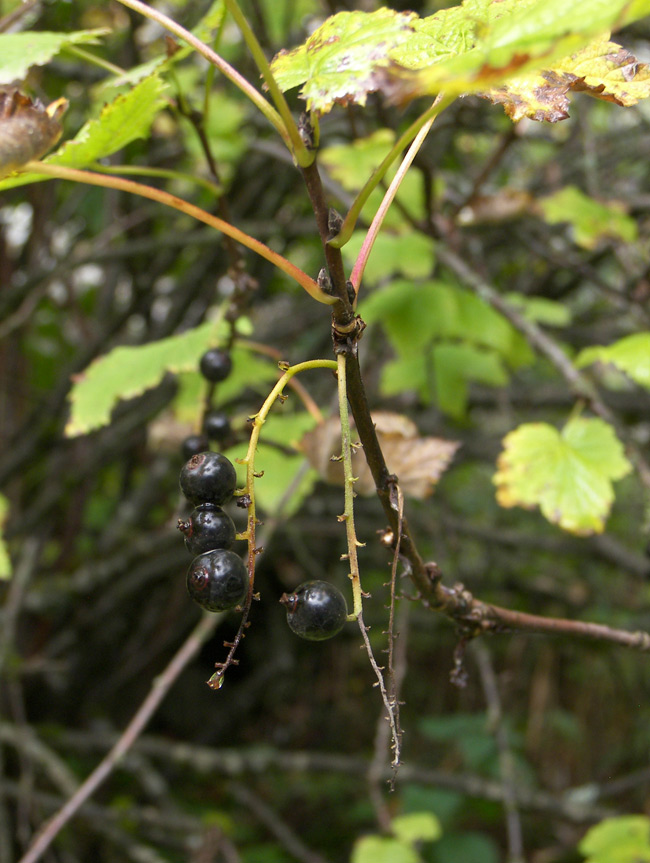 Image of Ribes biebersteinii specimen.