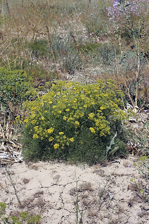 Image of Prangos ornata specimen.