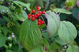 Viburnum wrightii