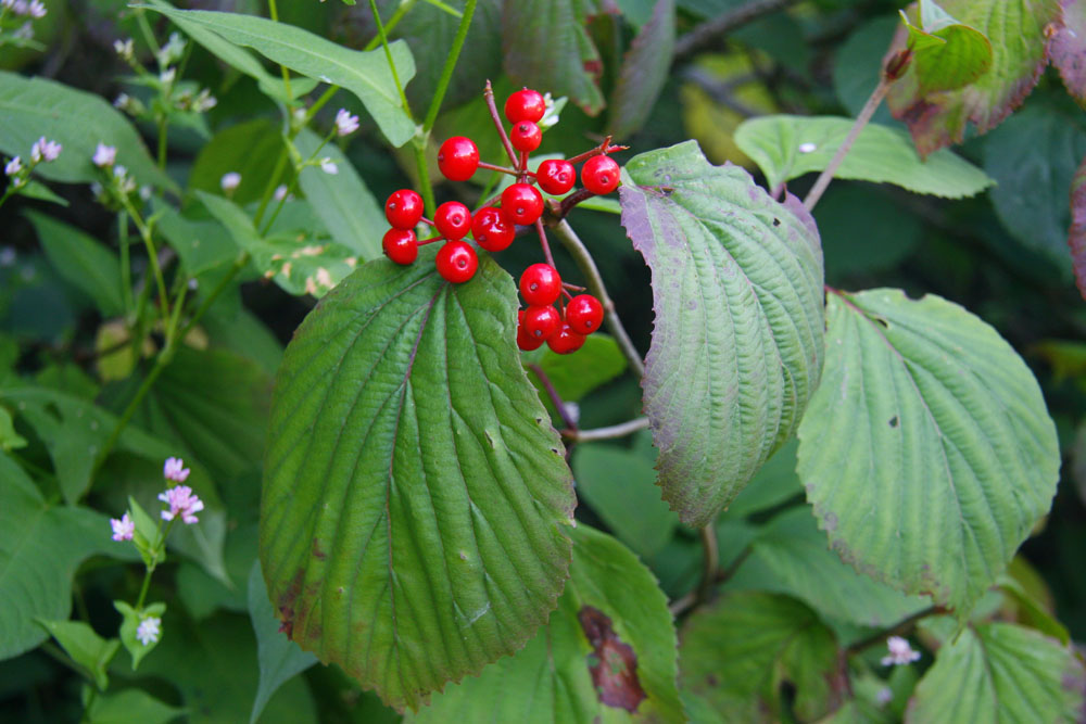 Image of Viburnum wrightii specimen.