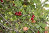 Crataegus pseudoazarolus