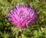 Cirsium vlassovianum. Соцветие. Приморский край, Спасский р-н, окр. с. Хвалынка. 24.08.2012.