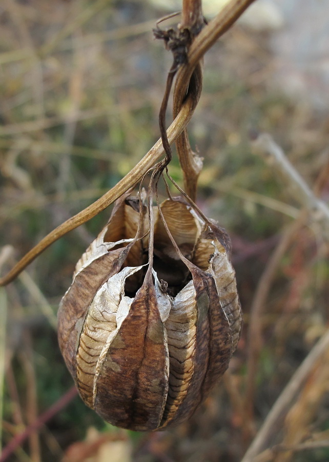 Image of Aristolochia contorta specimen.