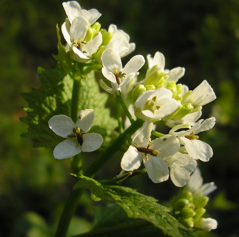 Image of Alliaria petiolata specimen.