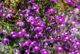 Lobelia erinus. Цветки (сорт 'Королевский Дворец'). Московская обл., Раменский р-н, окр. дер. Хрипань, садовый участок. 17.08.2012.