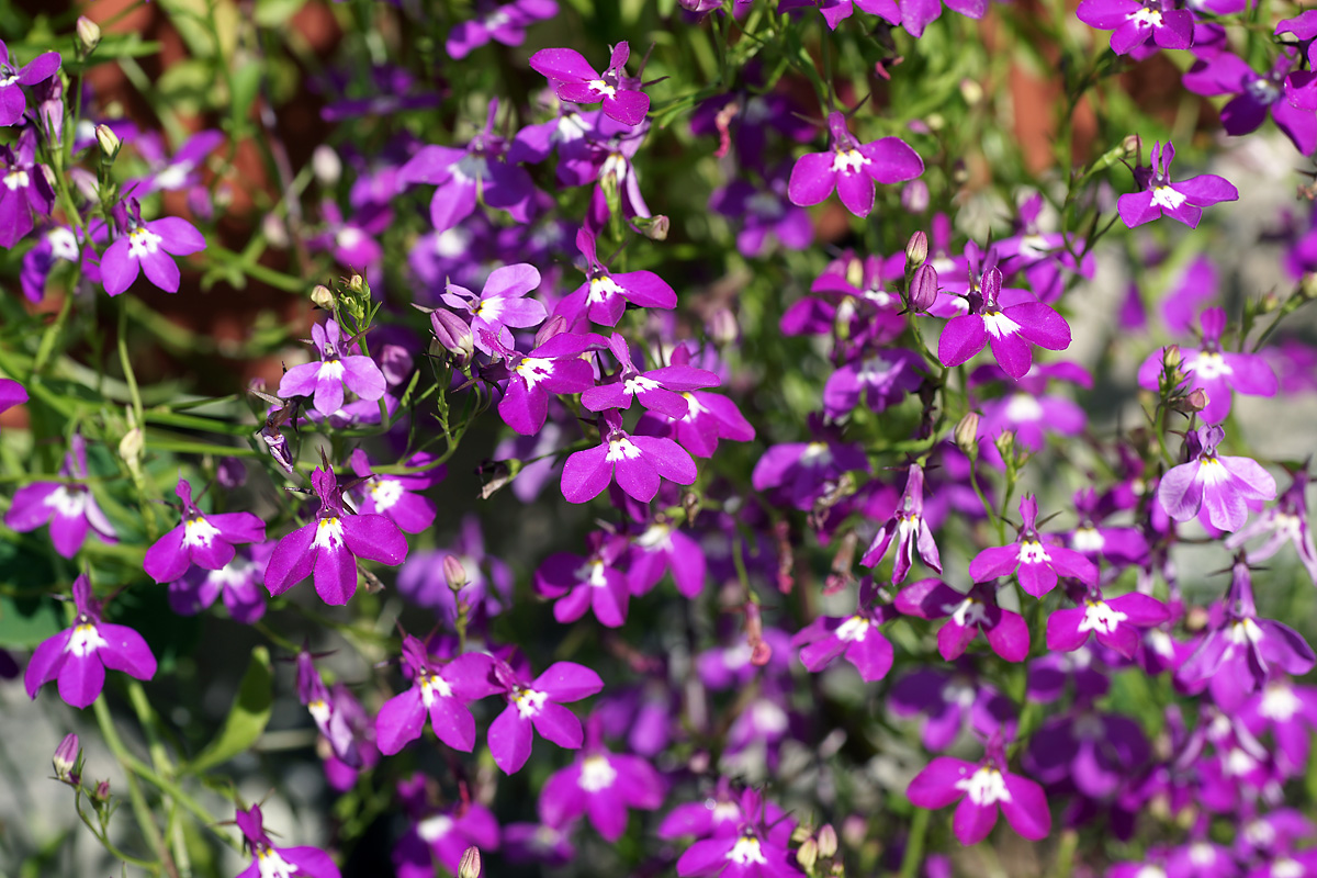 Изображение особи Lobelia erinus.