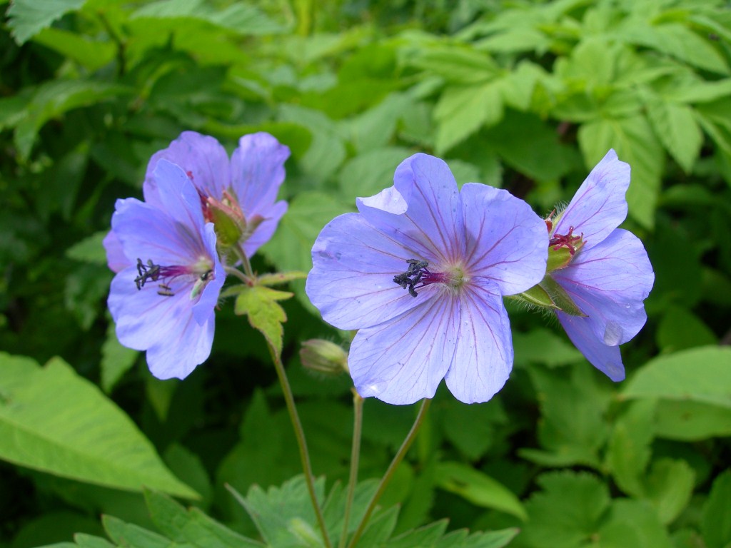 Image of Geranium erianthum specimen.