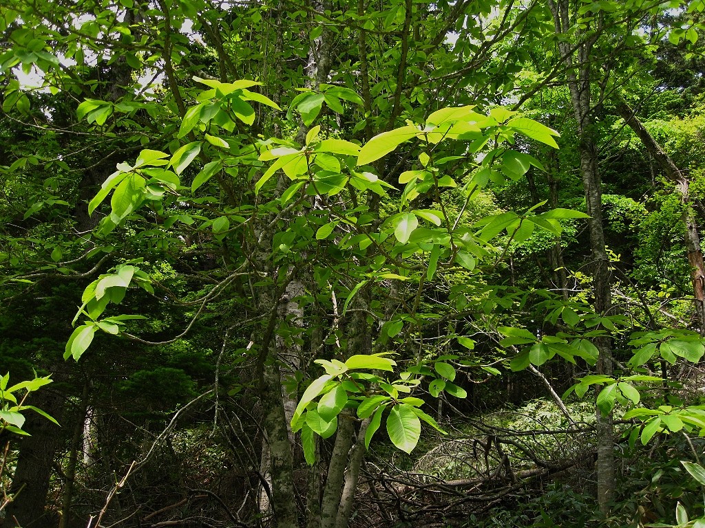 Изображение особи Magnolia hypoleuca.