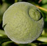 Poncirus trifoliata. Невызревший плод (вид сбоку). Германия, г. Krefeld, ботанический сад. 16.09.2012.