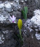 Sternbergia clusiana