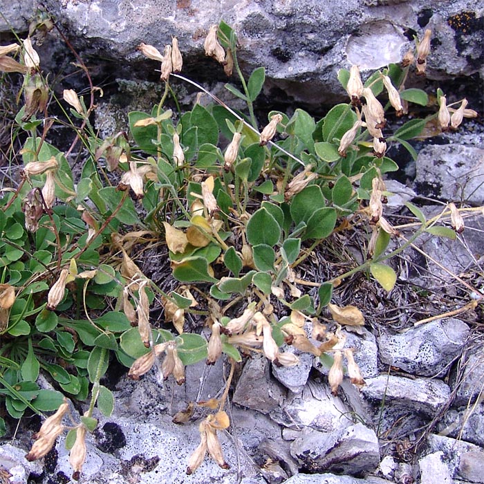 Изображение особи Silene pygmaea.