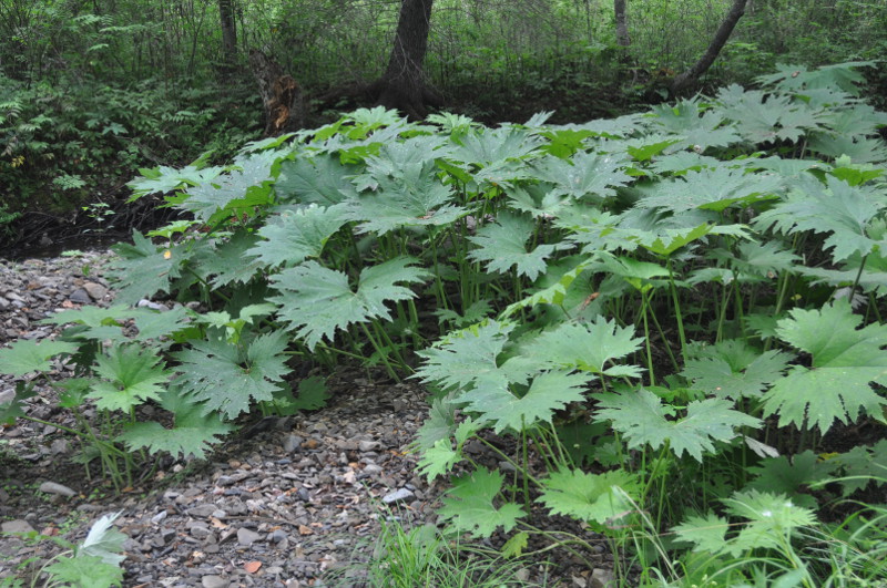 Изображение особи Petasites tatewakianus.