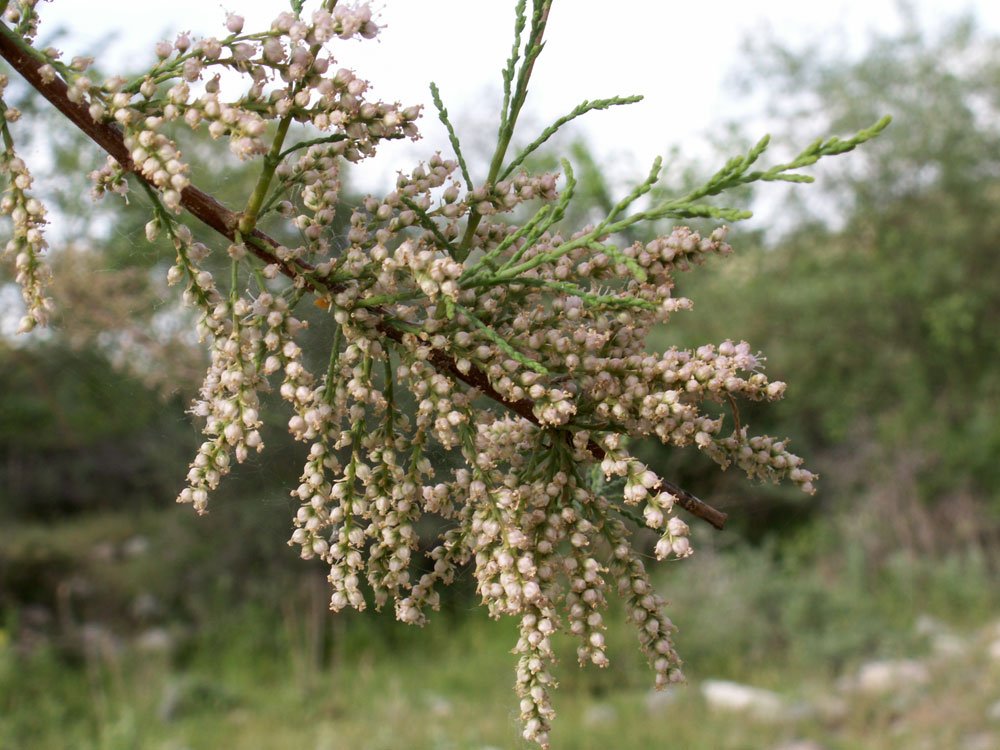 Image of Tamarix leptostachys specimen.