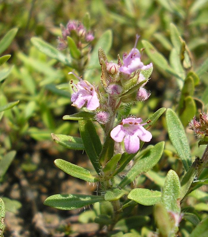 Изображение особи Thymus &times; dimorphus.