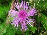 Centaurea carpatica