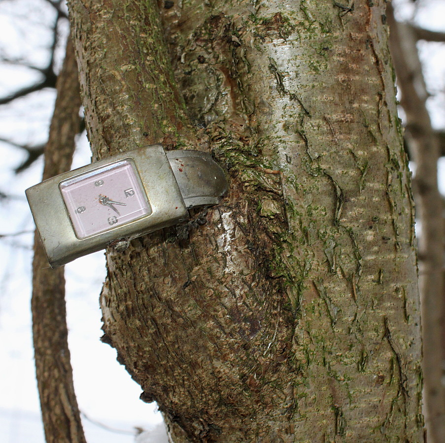 Изображение особи Corylus avellana.