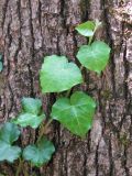 Hedera helix. Верхушка побега. Южный берег Крыма, Магарач 2. 03.06.2009.