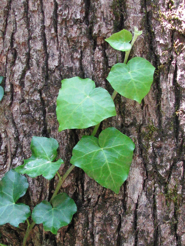 Изображение особи Hedera helix.