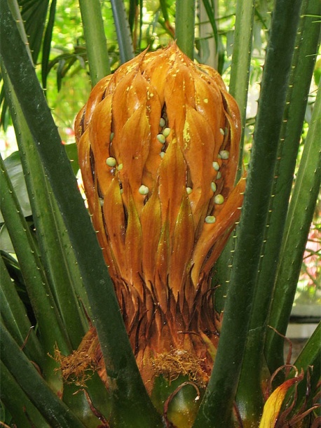 Изображение особи Cycas circinalis.
