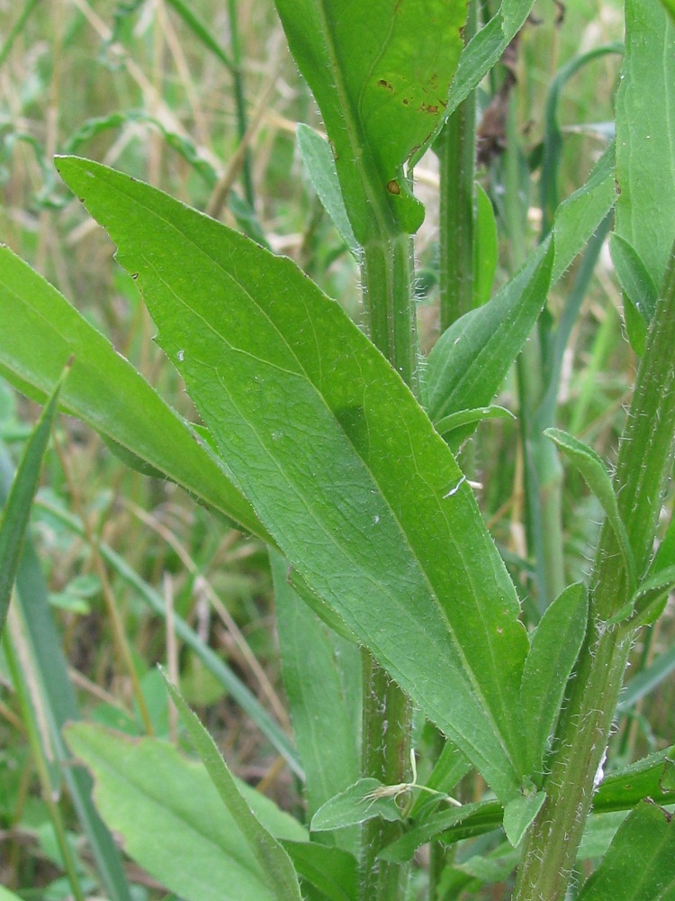 Изображение особи род Phalacroloma.