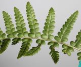 Dryopteris pseudomas