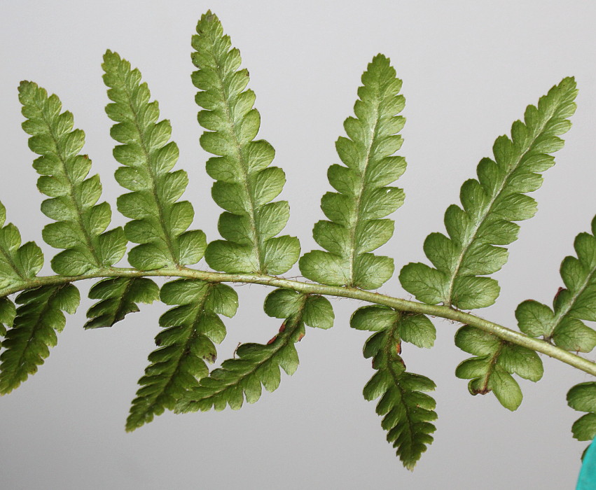 Image of Dryopteris pseudomas specimen.