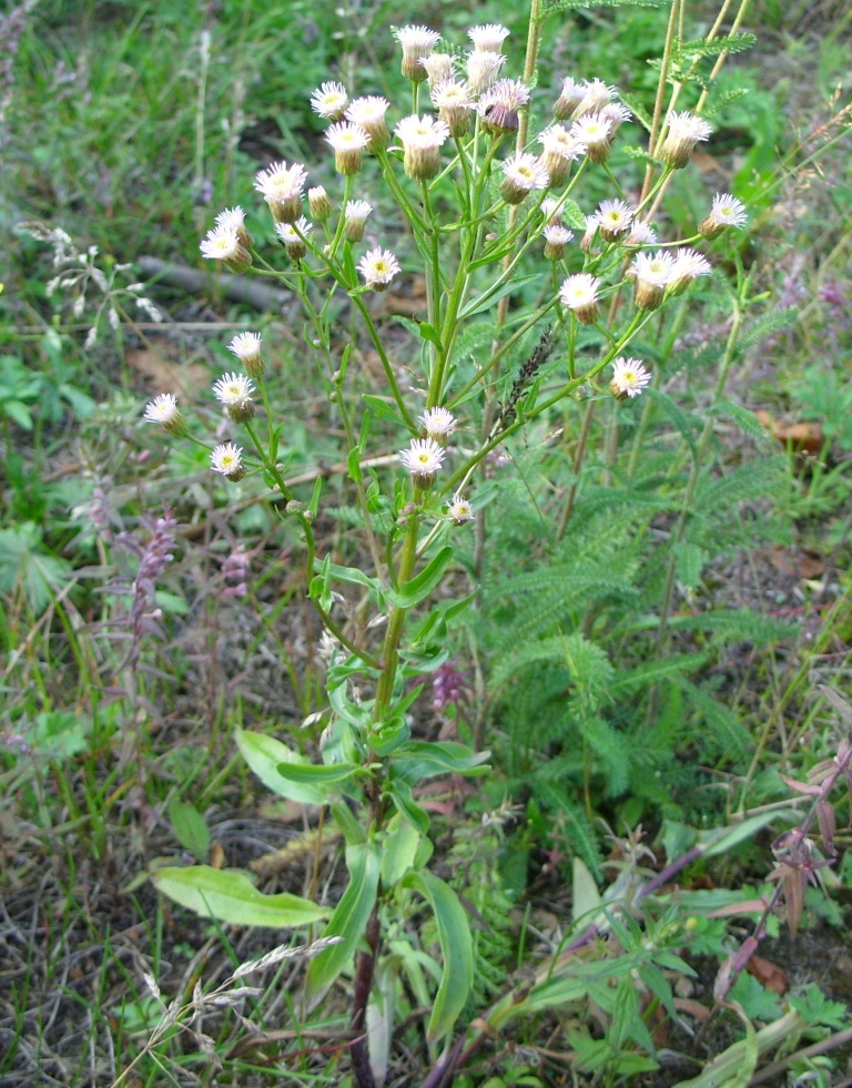 Image of Erigeron manshuricus specimen.