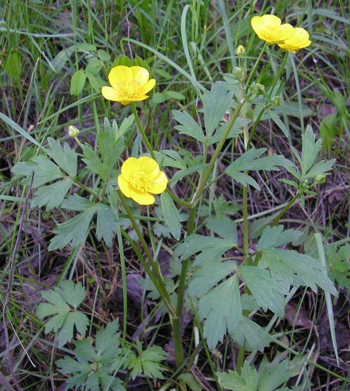 Image of Ranunculus repens specimen.