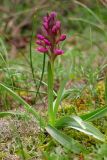 Dactylorhiza romana. Зацветающее растение. Южный Берег Крыма, гора Аю-Даг. 14 апреля 2012 г.