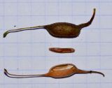 Image of taxon representative. Author is Татьяна Мальчинская