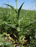 Sonchus arvensis ssp. uliginosus