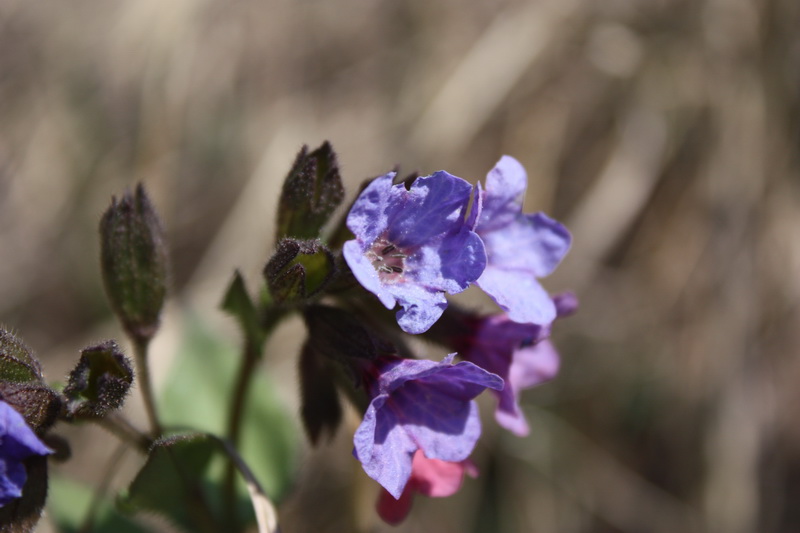 Image of Pulmonaria obscura specimen.