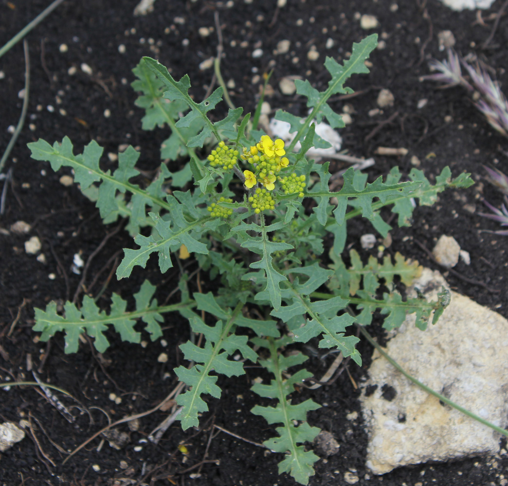 Image of Sisymbrium lipskyi specimen.