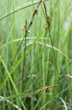 Carex pulicaris