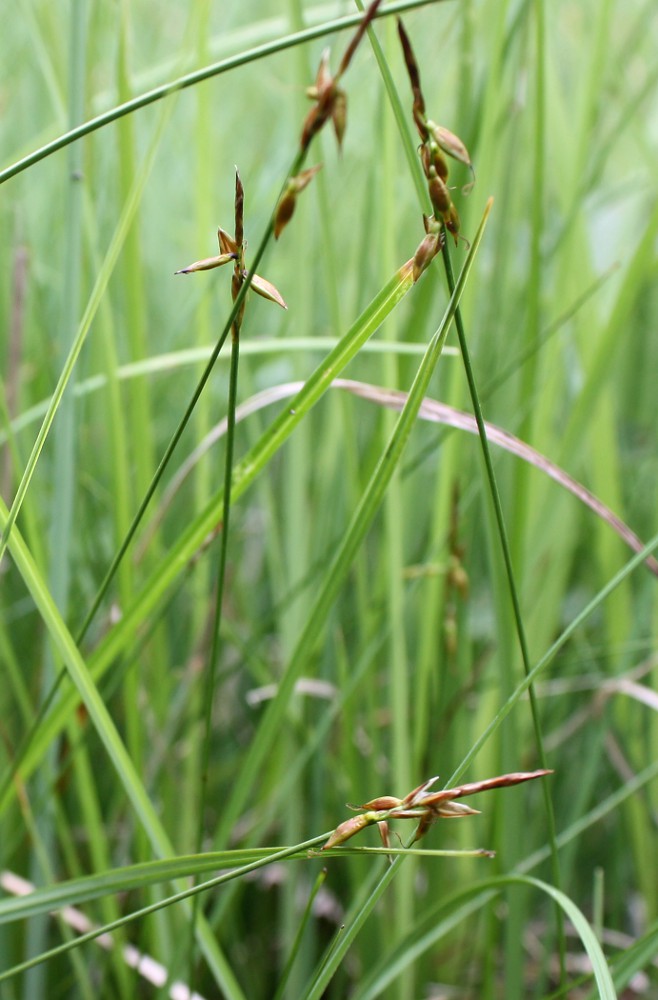 Image of Carex pulicaris specimen.