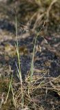 Carex limosa