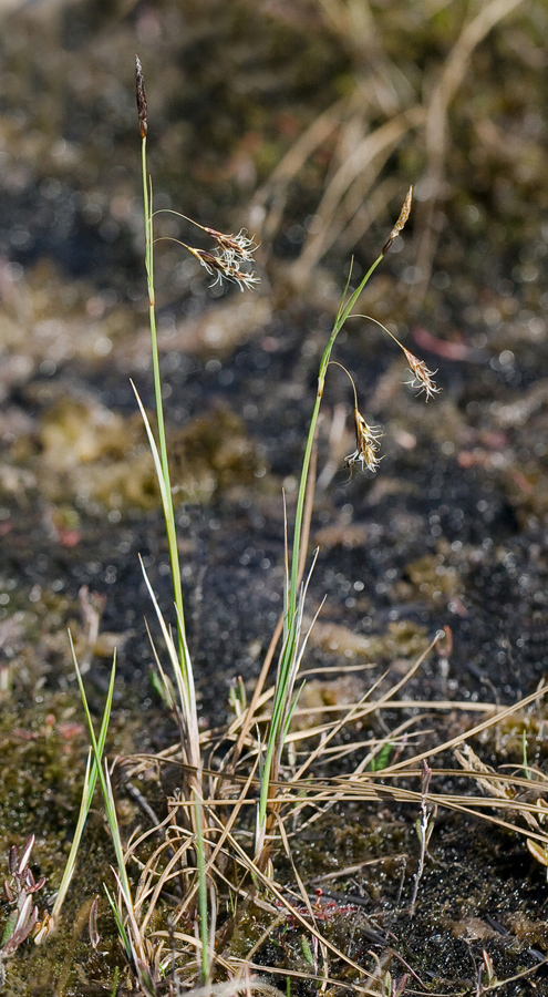 Image of Carex limosa specimen.