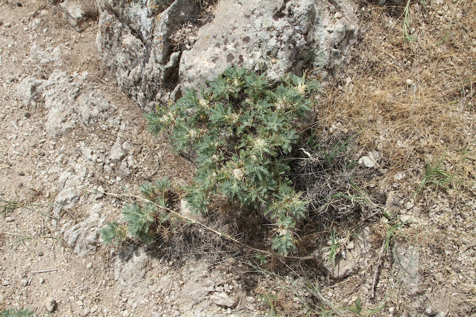 Image of Astragalus leiosemius specimen.