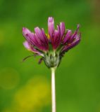 Taraxacum porphyranthum