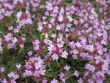 Thymus tauricus. Соцветия. Крым, пгт Черноморское, скальный выступ на пустыре. 14.05.2013.