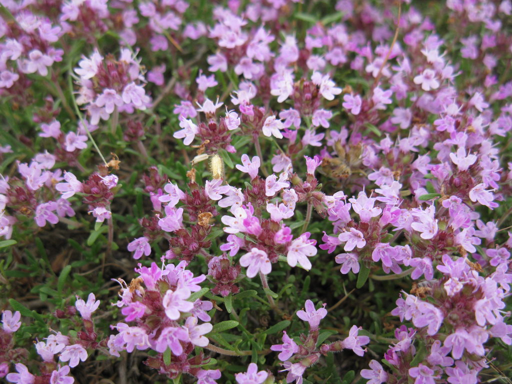 Изображение особи Thymus tauricus.