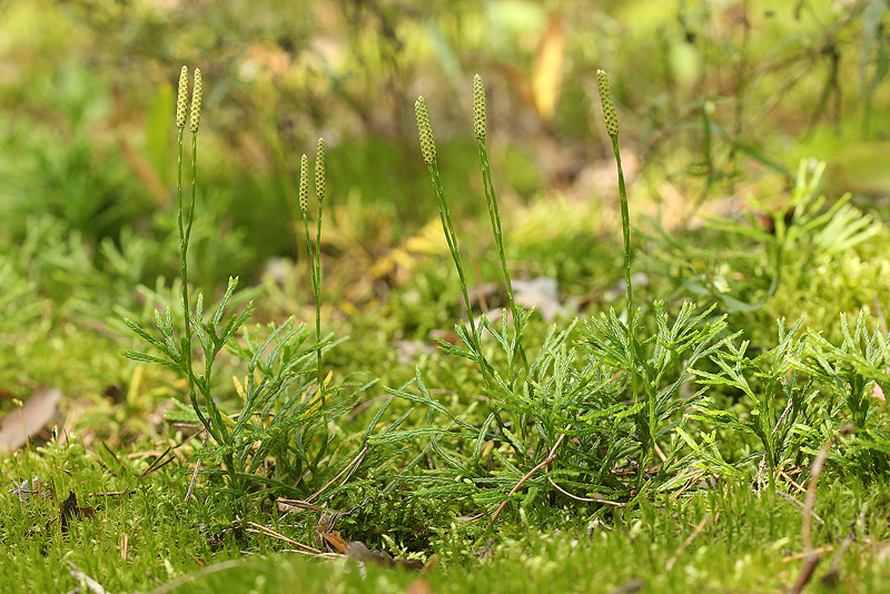 Image of Diphasiastrum complanatum specimen.