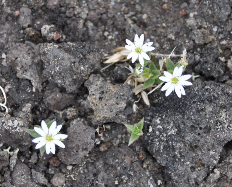 Image of Stellaria eschscholtziana specimen.