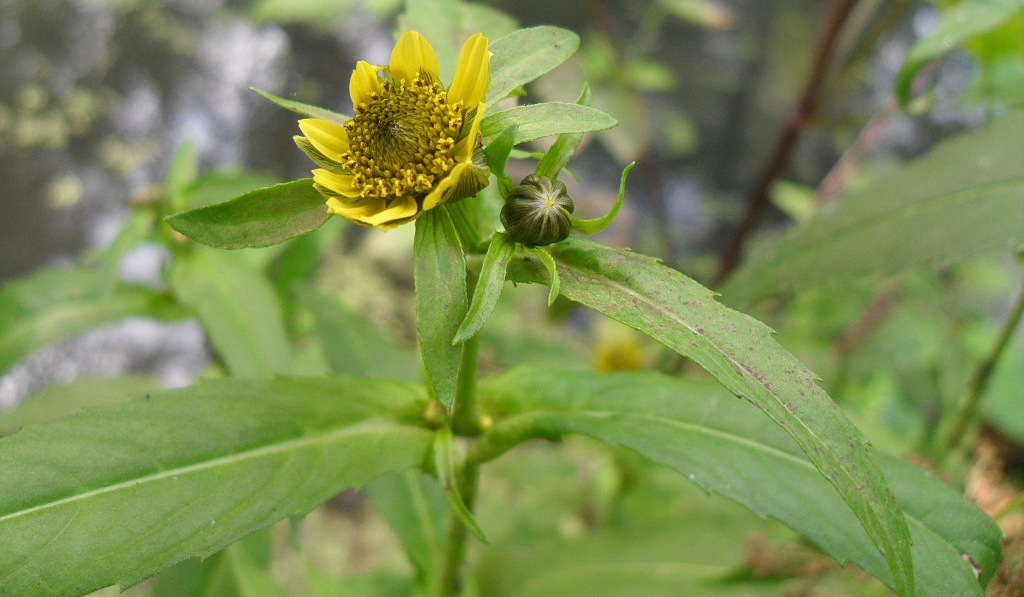 Изображение особи Bidens cernua var. radiata.